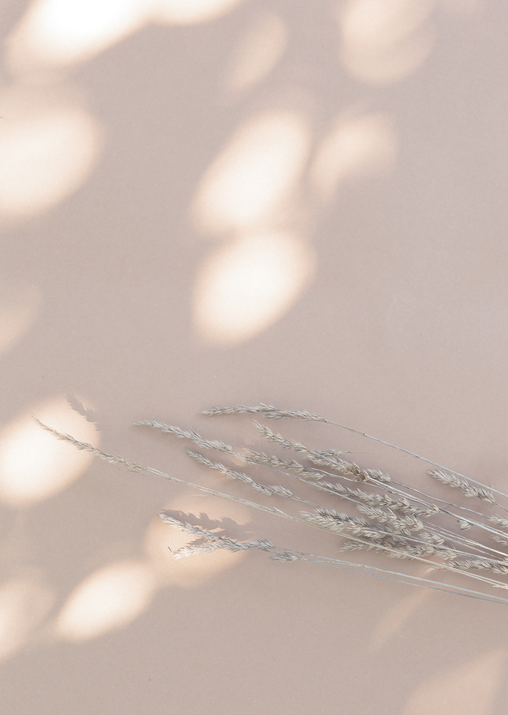 Wheat and Sunlight Shadows on Beige Wall. Aesthetic Minimal Wall